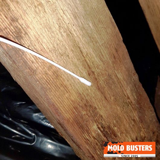 Mold Busters inspector swab-sampling a mold-affected attic beam during a Montreal mold test