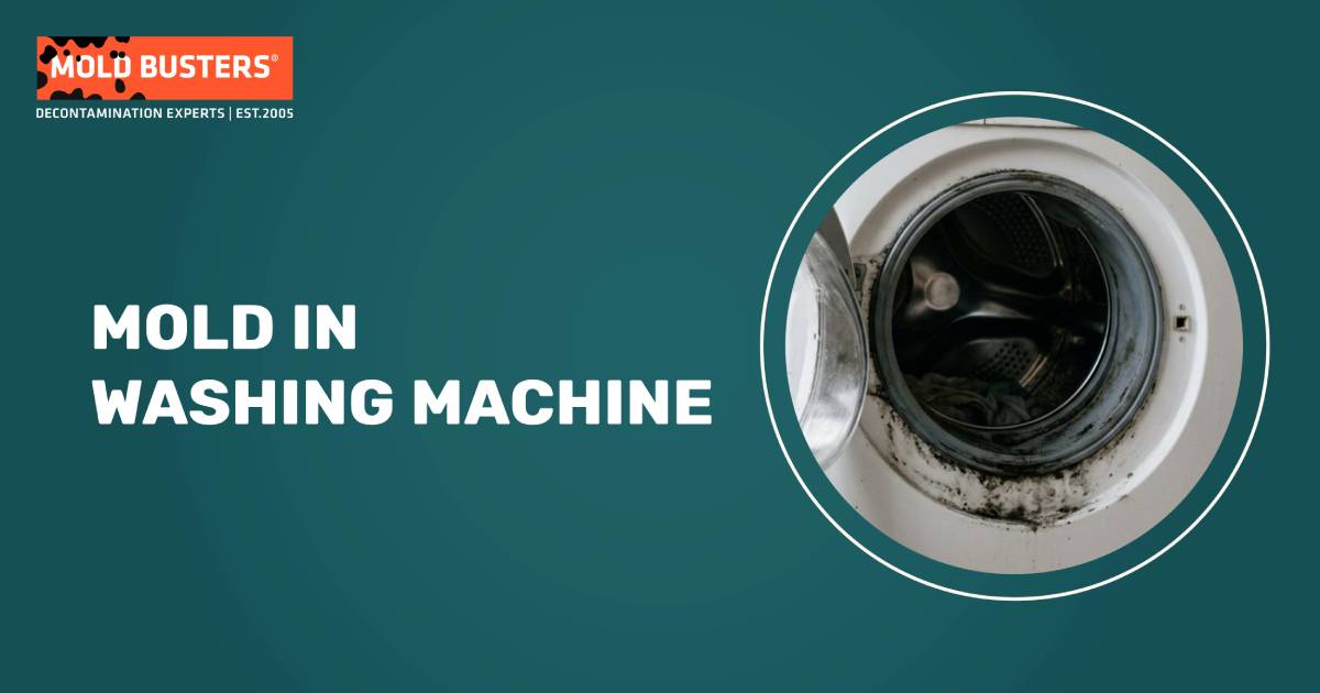 Mold Busters guide to mold in a washing machine, showing mold inside a front-load washer drum